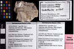 Foto (Objket + Etiketten) von Galatheites zitteli (Moericke, 1889) 